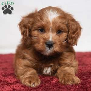 Kassidy, Cavapoo Puppy